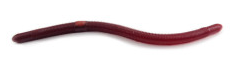 Kelly's Bass Worms Pier Boy Special - Red Swamp Berry