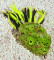 American Baitworks Scum Frog - Watermelon Red